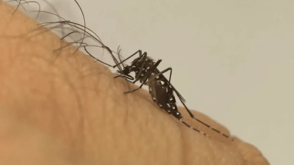 Mosquito da dengue aprende a tolerar repelente