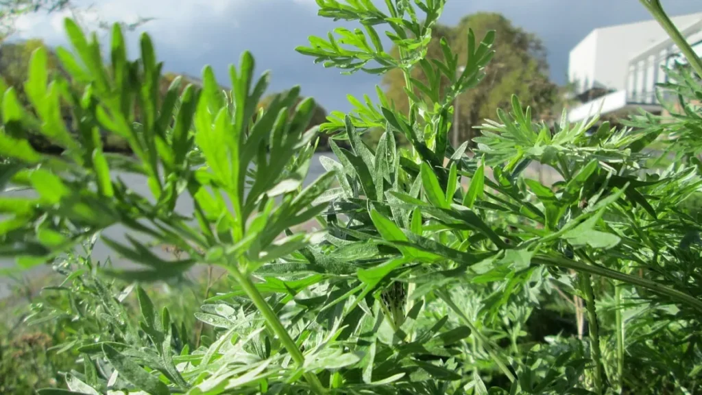 Chá de losna: o que a ciência diz sobre a infusão